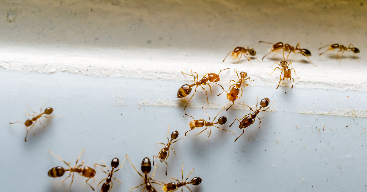 Ловушка для муравьев в домашних условиях