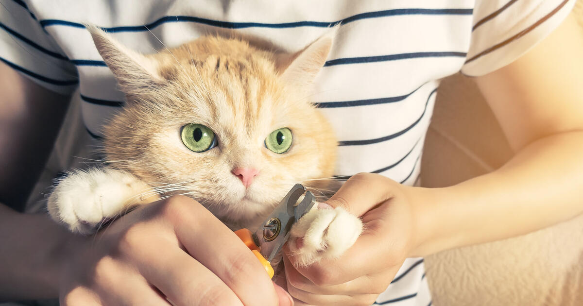 Причины потребности кошек точить ногти