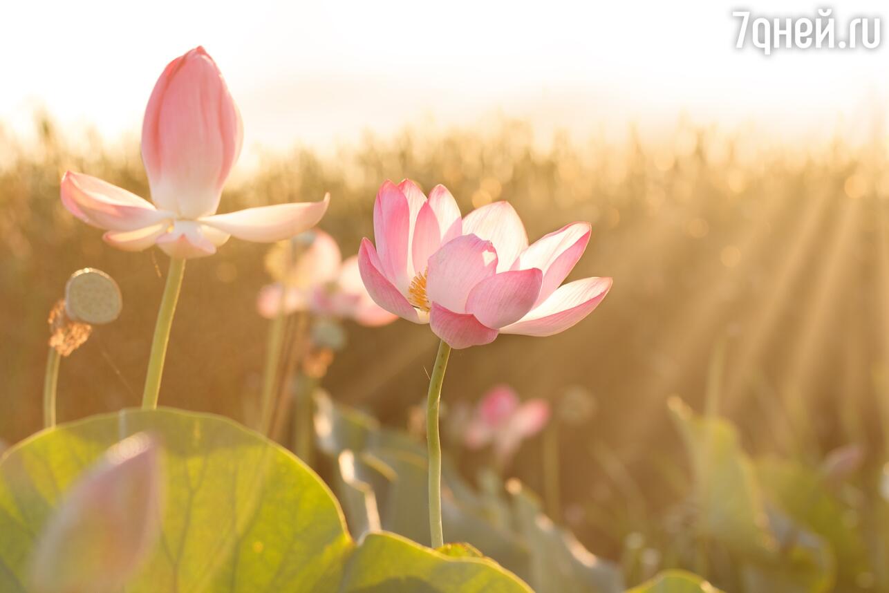 Астраханские лотосы фото