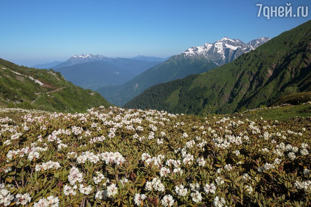 Цветущий рододендрон в Сочи фото