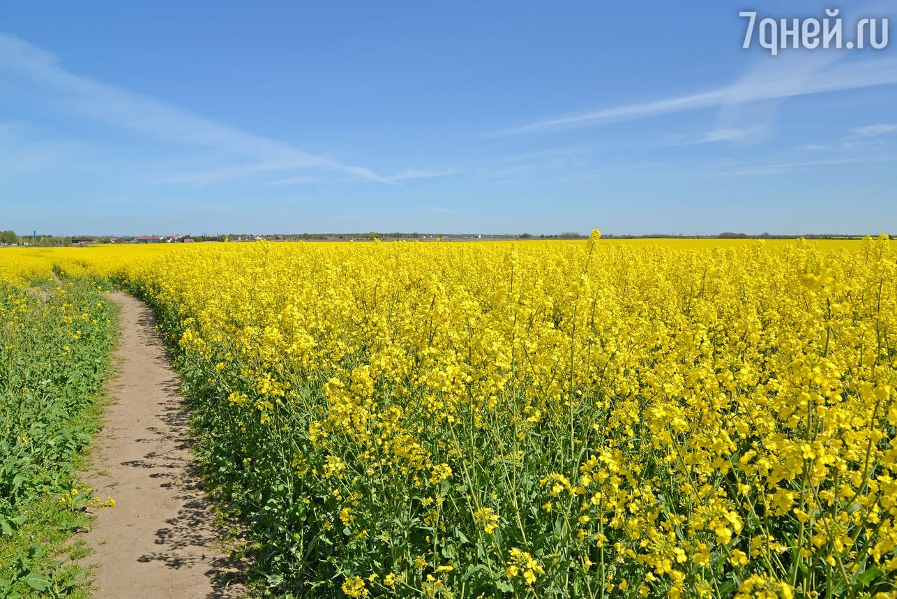 Цветущий рапс в Калининграде фото