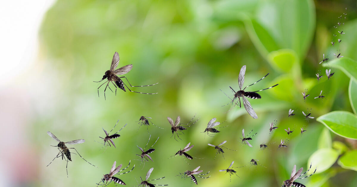 Plantas que ahuyentan los mosquitos