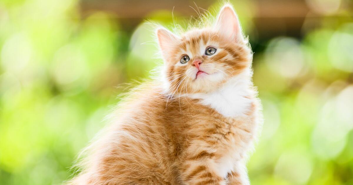 Как назвать кота: самые оригинальные и запоминающиеся имена - 7Дней.ру