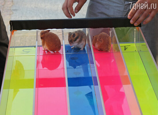 Хомячьи бега