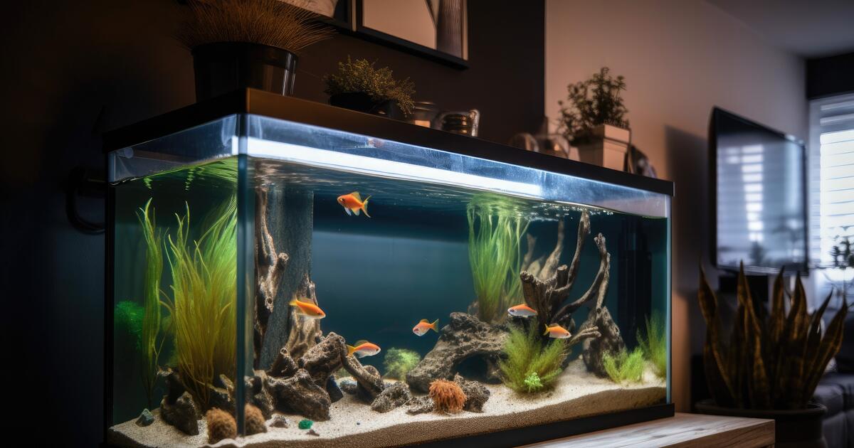 Оформление домашнего аквариума: правила, элементы, стили