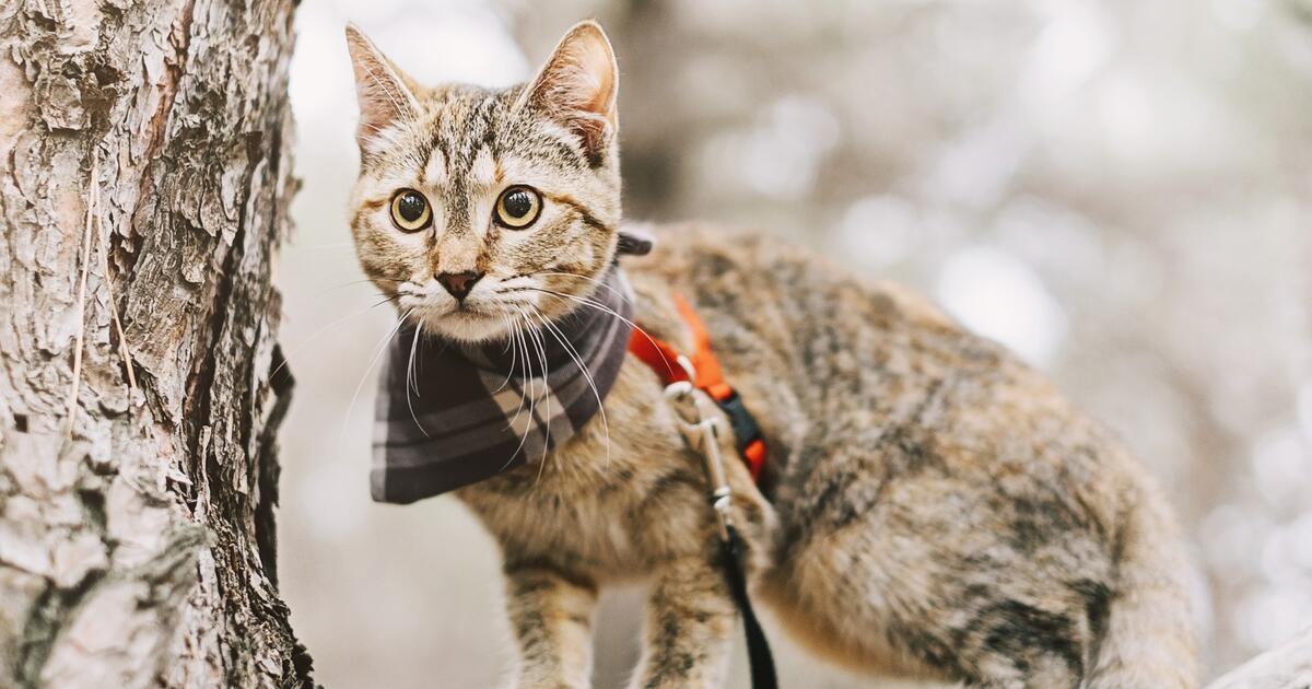 Как гулять с кошкой