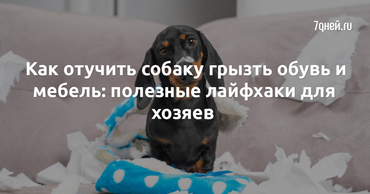 Как отучить собаку грызть обувь и мебель: полезные лайфхаки для хозяев -  7Дней.ру