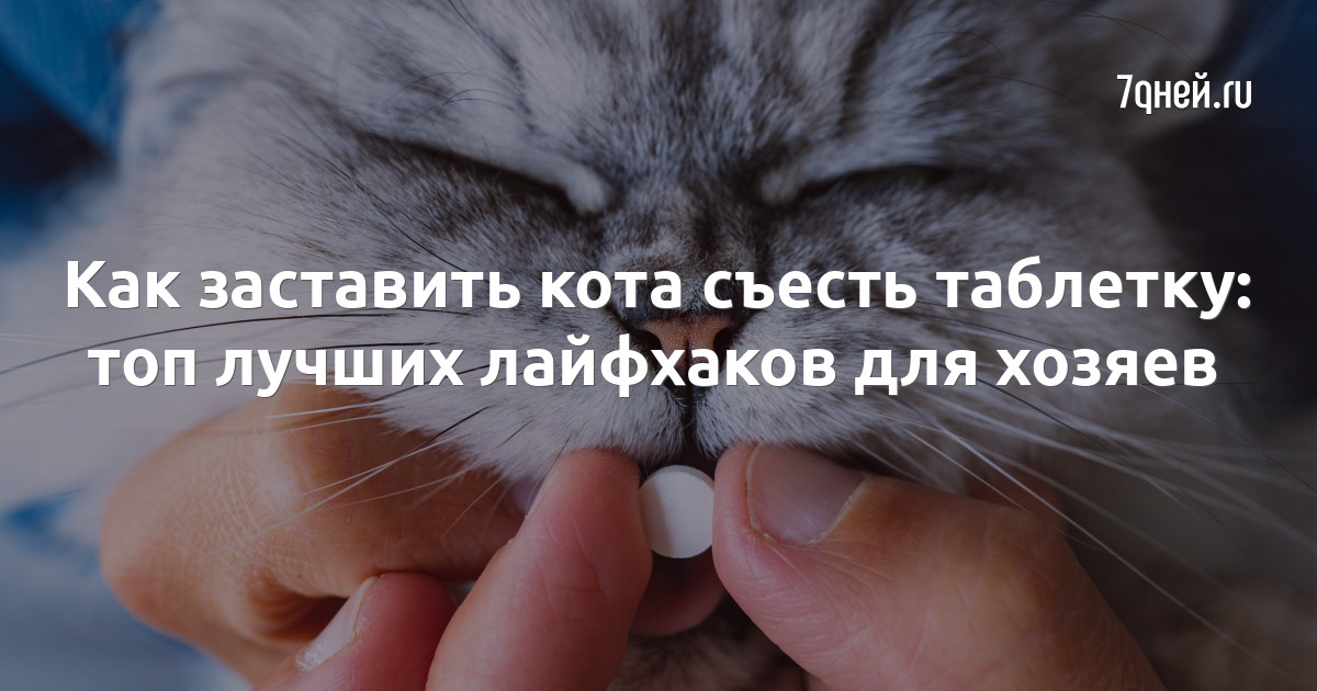 Как уговорить кота съесть таблетку: 5 эффективных способов
