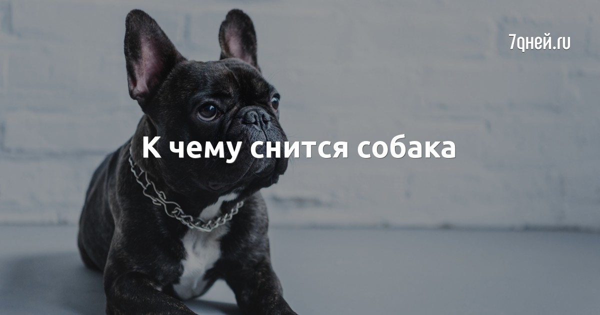К чему снится собака — сонник: собака во сне | 7Дней.ру
