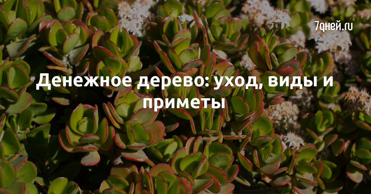 Денежное дерево Толстянка: уход в домашних условиях