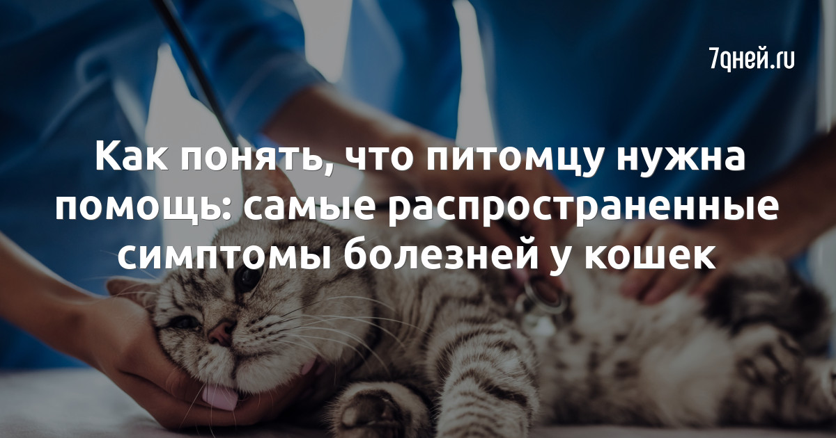 Лечение кошек, избавление котят от глистов, клещей