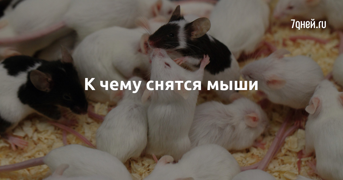 К чему снятся мыши - 7Дней.ру