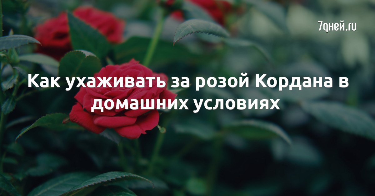 Как ухаживать за розой Кордана в домашних условиях - 7Дней.ру