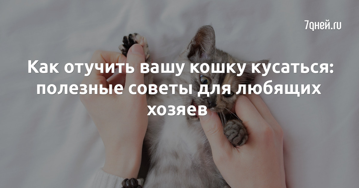 Как отучить вашу кошку кусаться: полезные советы для любящих хозяев