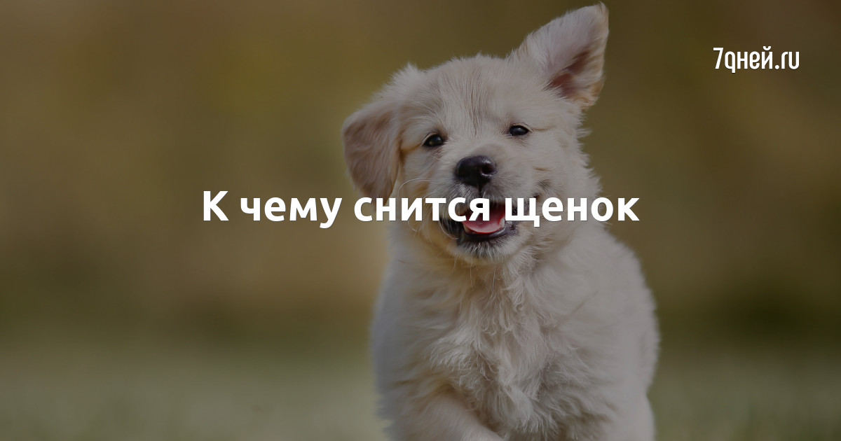 К чему снится собака - толкование снов по разным сонникам | aikimaster.ru