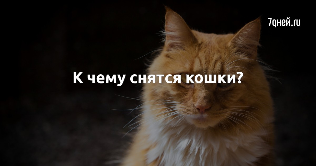 К чему снятся кошки? — сонник: кошки во сне | 7Дней.ру
